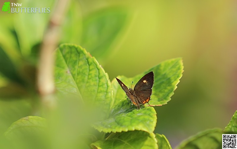 Butterflies